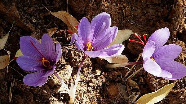 Safran Blüte