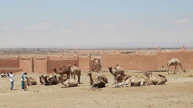 kamelmarkt guelmim